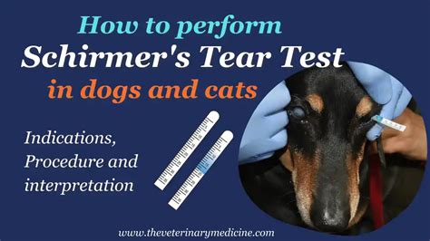 shirmer tear test and fluorescein stain and tonometery vet tech|schirmer tear test i.